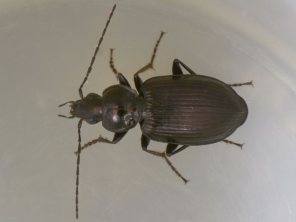 Agonum viduum